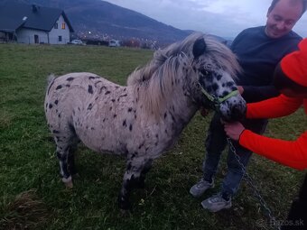 Predam ponika valacha unikat