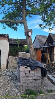 Darujem kmen orecha za vyrezanie