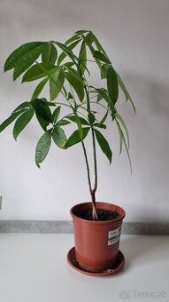 Pachira aquatica