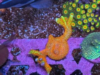 Montipora Samarensis Bubblegum