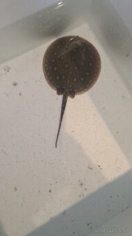 potamotrygon motoro mini royal marbled
