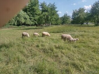 Predám ovce a barana