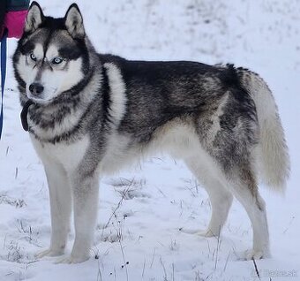 Sibirsky Husky na krytie