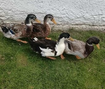 Ponúkam  ruanski kacerov