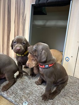 Maďarska vyžla šteniatka, weimarský stavač