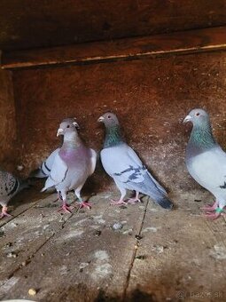 Darujem poštové holuby