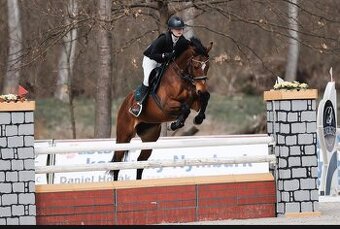 Klisna vhodná do športu či na rekreáciu.