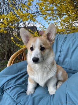 Corgi