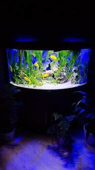 Juwel trigon 350