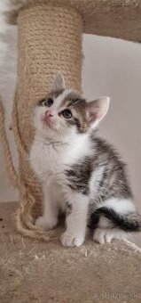 Maciatka