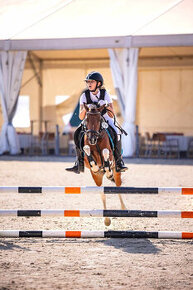 sportovní pony klisna - 1