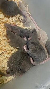 🐭 Roztomilé potkany Dumbo a Velveteen – zvyknuté na ruky 🐾