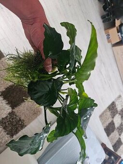 Anubias - 1