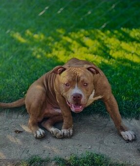 American Bully
