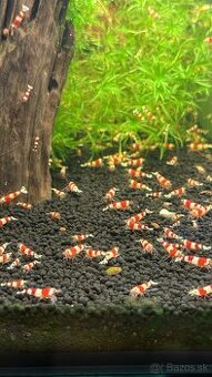 Predam krevetky Caridina Crystal Red
