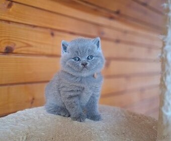 Britské modré mačiatka s PP
