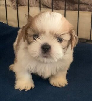 čistokrvné šteniatka Shih Tzu