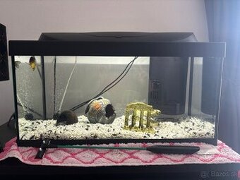 Predam akvarium - Kvetoslavov