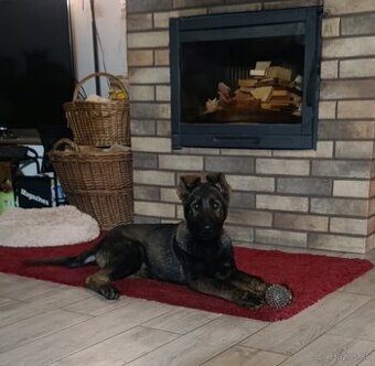 Nemecký ovčiak s PP