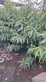 Vinohradnícke broskyne