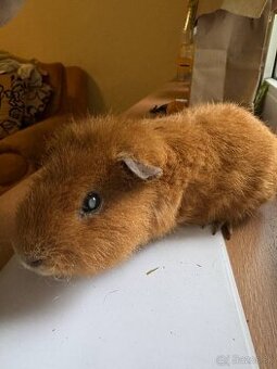 Morča na predaj - 1