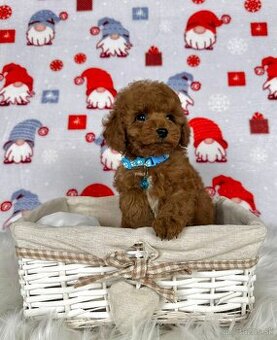 Pudel toy / Pudlík toy - CHOCOLATE psíček