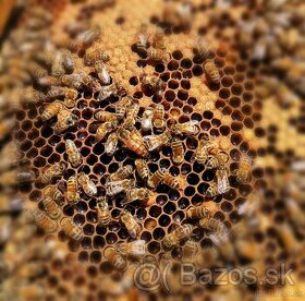 Včely - odložence - 1