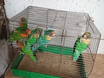 Agapornis ružovohrdlý
