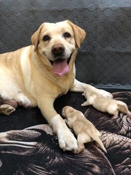 Labrador šteniatka s PP