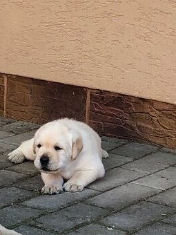 Labrador šteniatka s PP