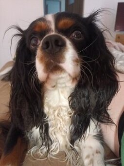 Cavalier