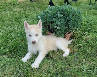 Sibirsky Husky