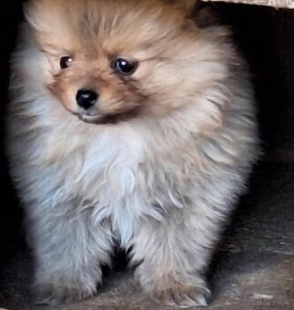 Pomeranian