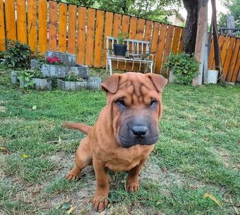 ▶️ SHAR-PEI