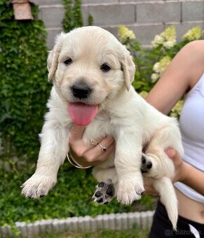 Zlatý retriever šteniatka narodené 16.6.2025