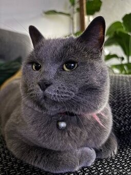 Britská modrá mačka