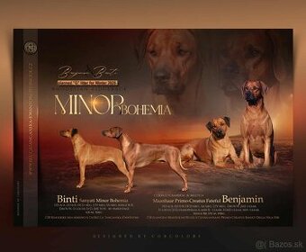 Rhodesian ridgeback- fenka s PP