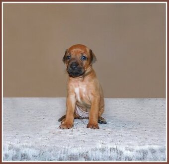 Rhodesian ridgeback- fenka s PP