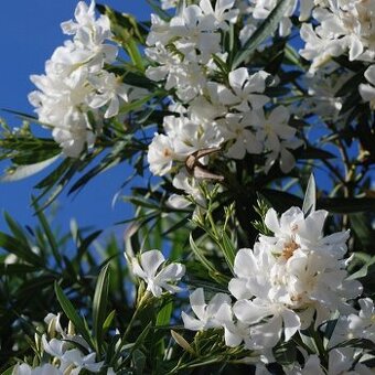 Predám biely oleander