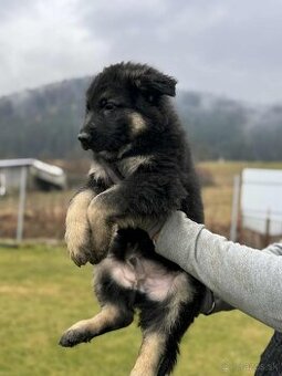 Šteniatko nemeckého ovčiaka
