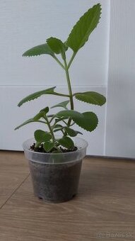 nádchovník , rýmovník