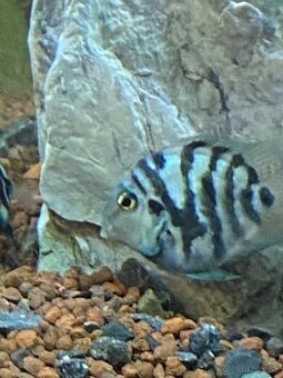 Blue parrot cichlidka