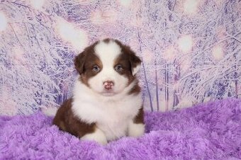 Austrálsky ovčiak šteniatka