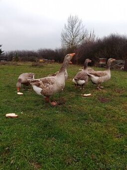 Suchovská hus, gunar