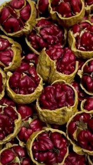 4-ročné stromčeky. Kráľovský orech tmavočervený.