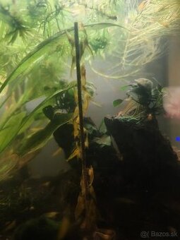 Krevetky neocaridina davidi yellow