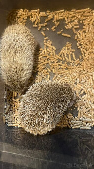 Ježko bielobruchy, Ježky, Ježka