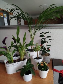 Izbové rastliny kvety mix