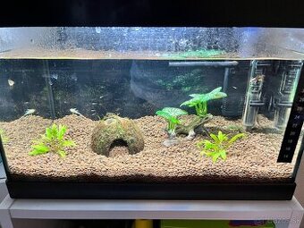 Predám Živorodky wingei mláďatá