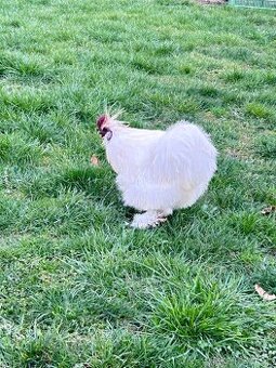 Kohút hodvábničky